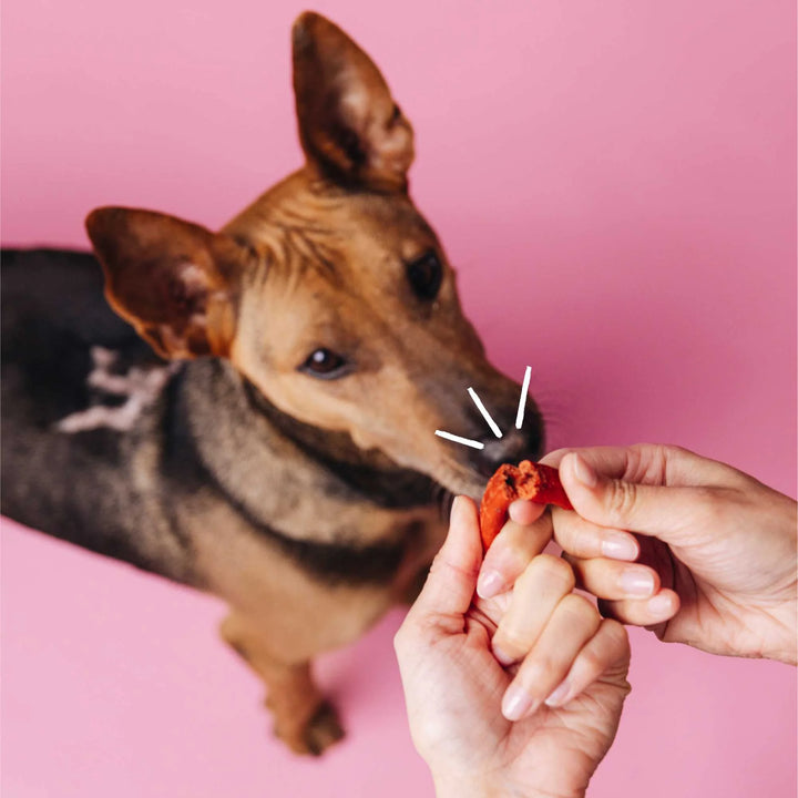 Vegdog - BEEVYS